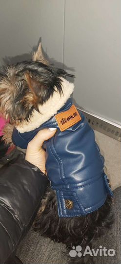 Куртка для маленьких собак