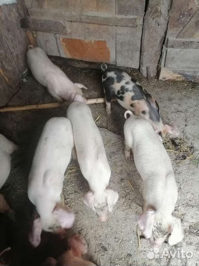 Боровки и свинки