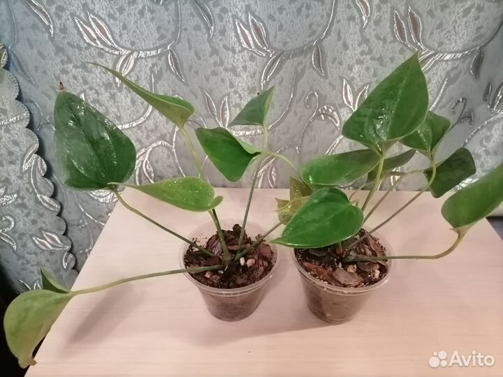 Антуриум красный