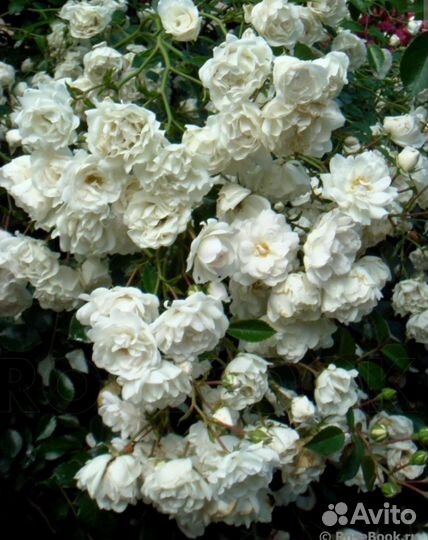 Саженцы плетистых роз открыт сезон продаж