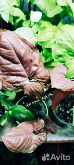 Сингониум Орм Нак