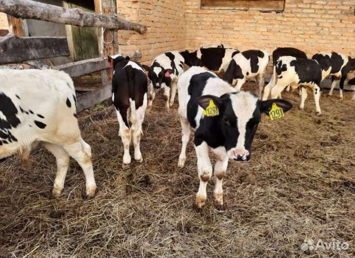 Телята с доставкой