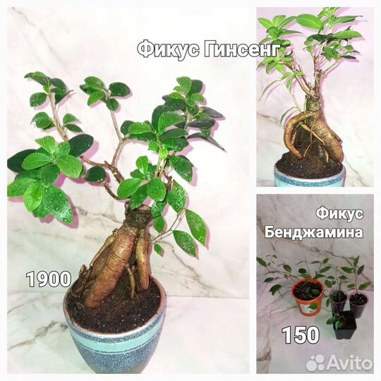 Филодендроны сортовые,сингониумы,фикус,орхидея