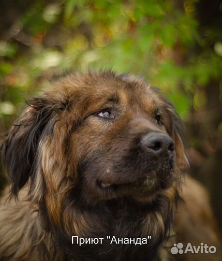 Собакам приюта Ананда нужны хозяева