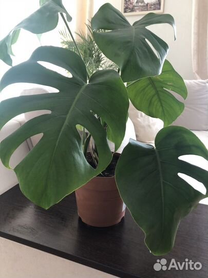 Монстера комнатное растение