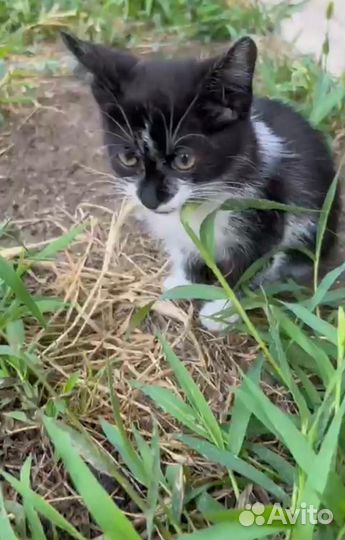 Котенок в добрые руки