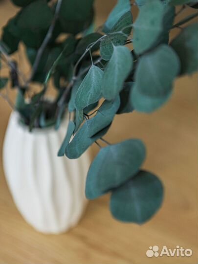 Эвкалипт сухоцвет