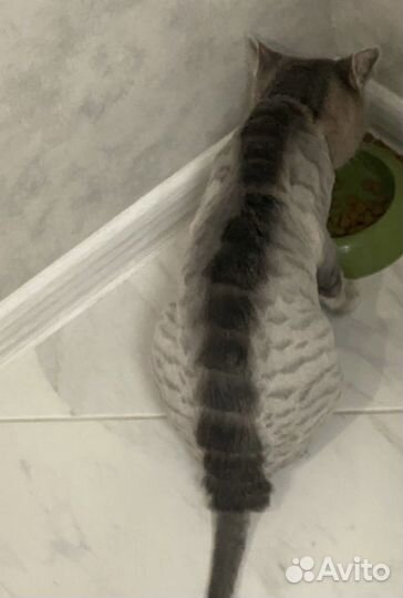 Груминг собак мелких пород и кошек