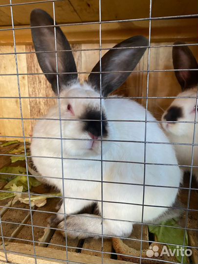 Калифорнийские кролики