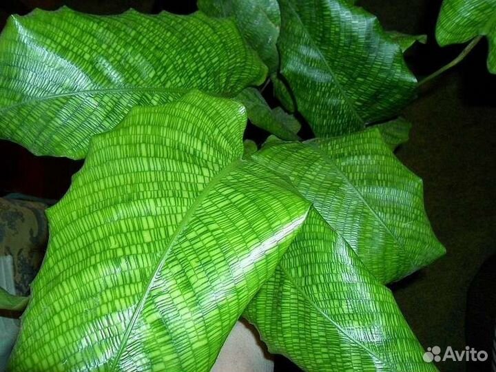 Калатея Ланцефолия, Нетворк, Маранта Триколор