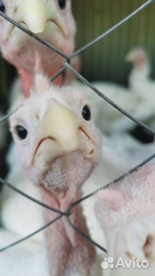 Индюшата супер-тяжёлый крос суточные и подрощенные