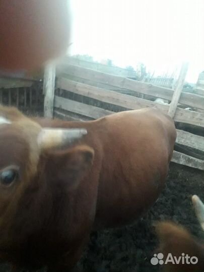 Корова дойная