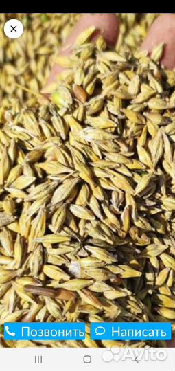 Зерносмесь(пшеница+ячмень)