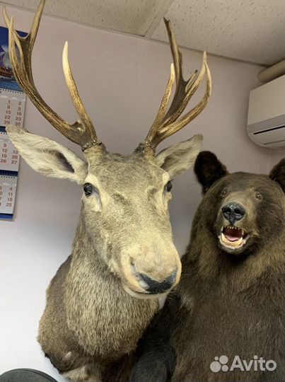 Чучело благородного оленя