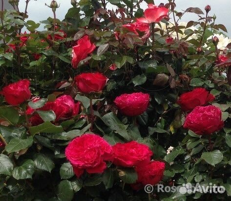 Саженцы чайно-гибридных роз 