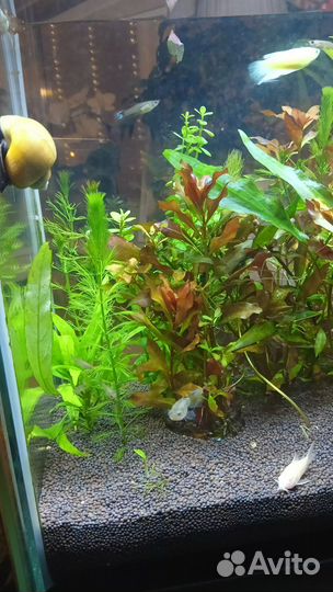 Растения для аквариума