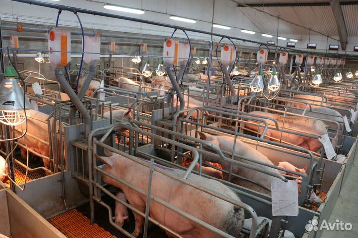 Вахта Рабочий по уходу за поросятами на жвк