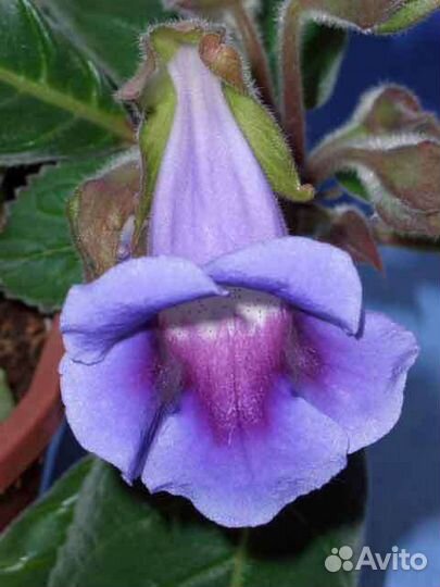 Глоксиния розовая, феолетовая