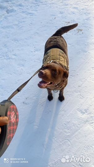 Передержка для собак, домашняя, индивидуальная