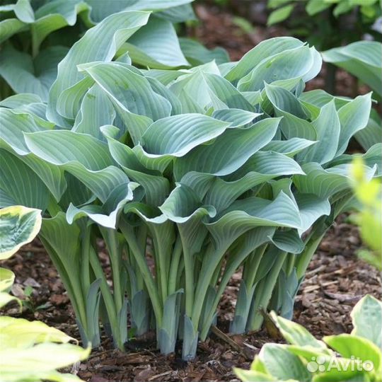 Хосты разные