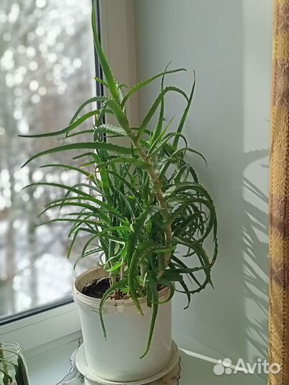 Столетник и алое Вера