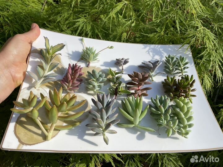 Суккуленты набор