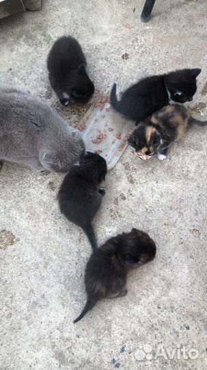 Котята милахи