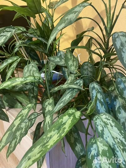 Аглаонема Мария