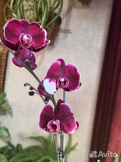 Каменная роза и Черный лебедь