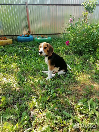 Собаки щенки бигль