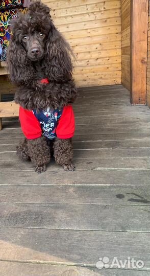 Пудель ищет невесту