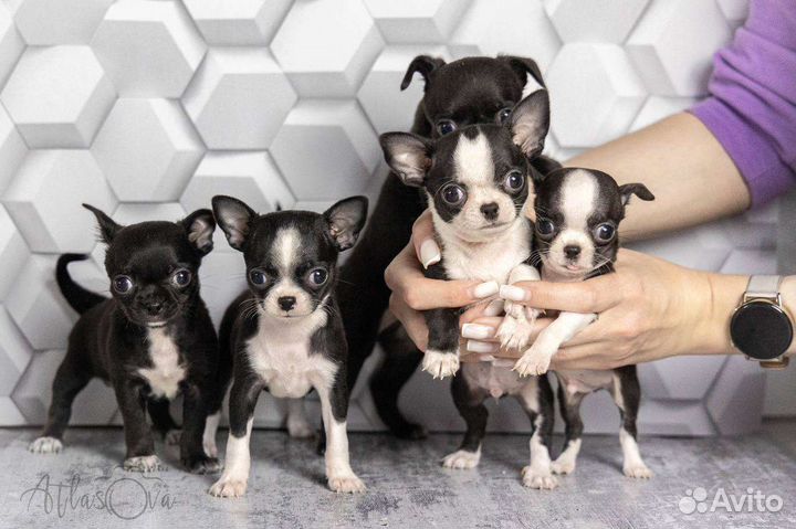 Чихуахуа мини,мальчики и девочка