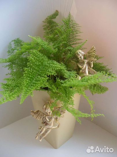 Папоротники 15 сортов