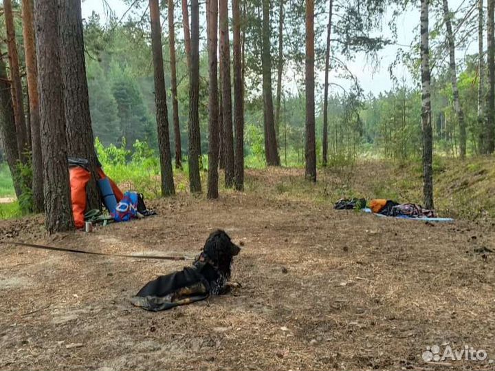 Амуниция для собак-инвалидов