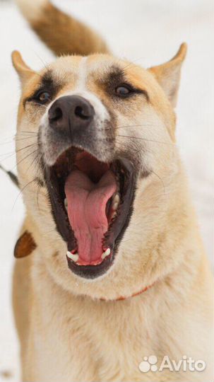Собака в дар в добрые руки метис лайки