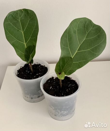 Фикус лирата Бамбино