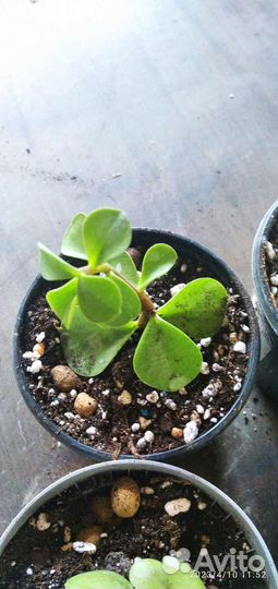 Портулакария афра