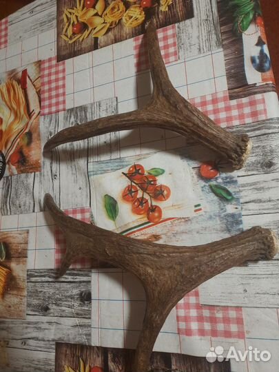 Рога косули