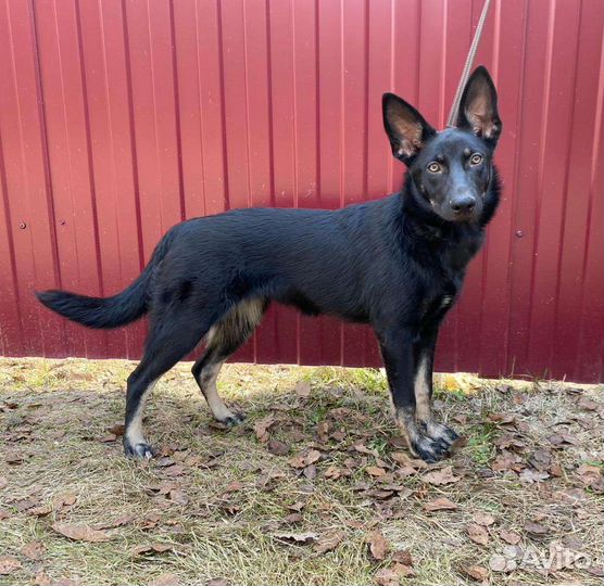 Щенок метис овчарки в дар