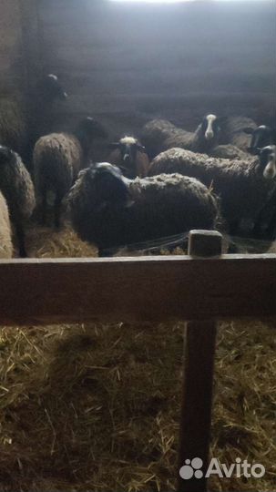 Овцы, бараны, ягнята