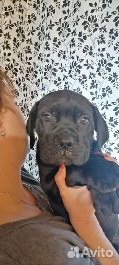 Щенки кане Корсо