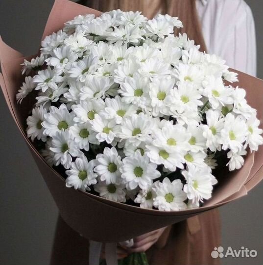 Хризантема