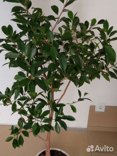 Фикус мелколистный