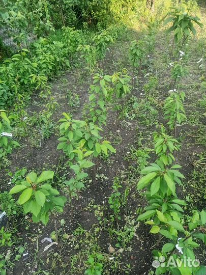 Окулировка,прививка