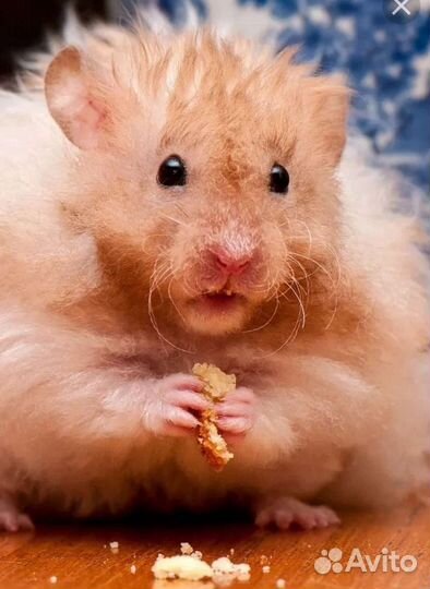 Сирийский (Ангорский) хомяк опт