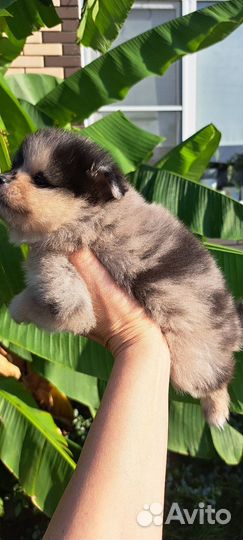 Немецкий шпиц