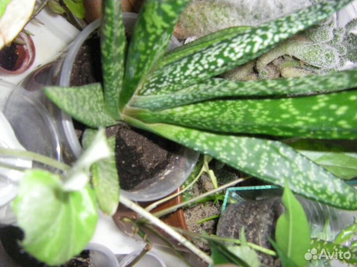 Церопегия Гастерия и Алое