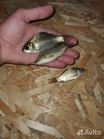 Живец карась