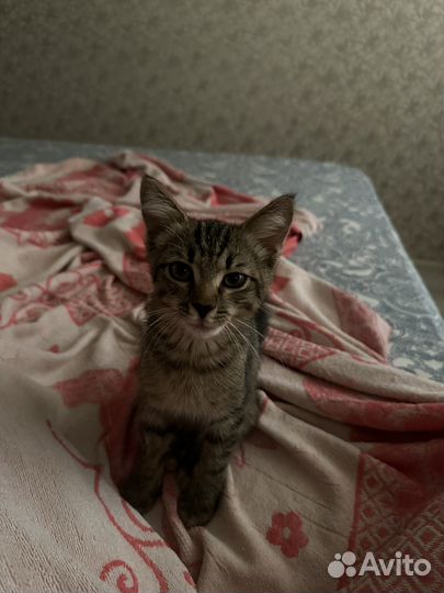 Кошка в дар бесплатно
