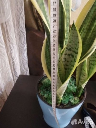Сансевиерия сортовая